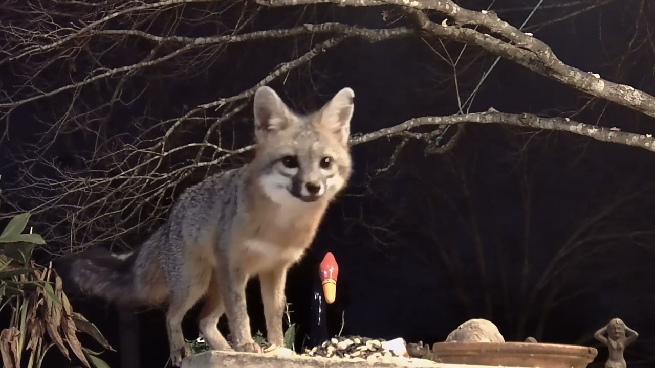 Gray Fox Kits Jan 30 2025