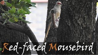 Red-Faced Mousebird Urocolius Indicus Bird Call Stories Of The Kruger