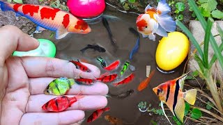 Find Colorful Ornamental fish, Goldfish betta fish, Catfish, lobster, koi fish, animals Videos