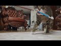 Dori Lee Know S Cat Wanted To Brush His Teeth Dori Lee Know S Cat Wanted To Brush His Teeth