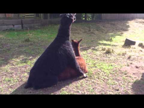 alpaca-mating-and-making-funny-sounds