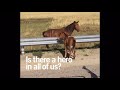 Dignity healths baby horse found footage ad