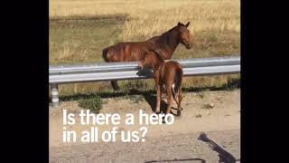 Dignity Health's Baby Horse Found Footage Ad