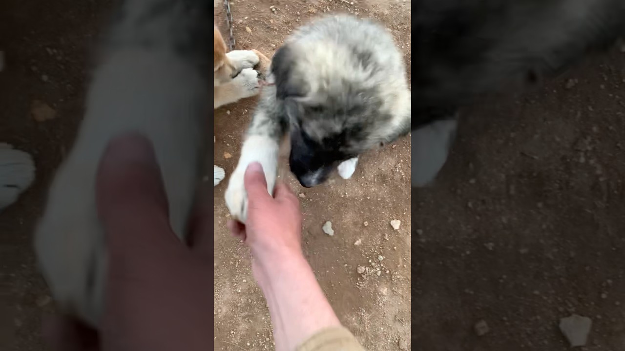 Ma puppets trying to shake hands. 