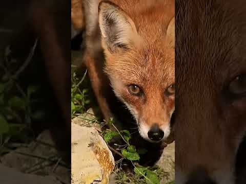 Fox dumbed by a crow