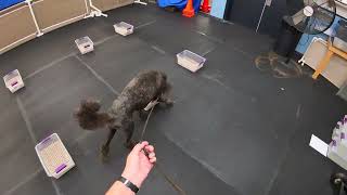 AKC SCENT WORK - MASTER BURIED - QUALIFYING RUN - TITLE RUN - 4th PLACE - SARASOTA FLORIDA OCT 2026 