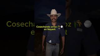ASI SE COSECHA ARROZ EN NAYARIT