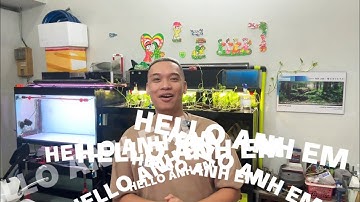 Quá bận công việc nên LY THÁNH bộ HỒ CÔNG NGHỆ 1Mx60x60CM kèm bé QUÝT LONG u27-28 sung căng, màu tốt