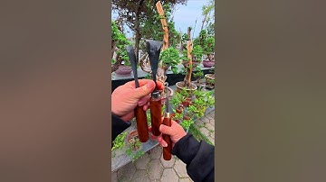 Mũi đục thủ công làm Cây cảnh bonsai #bonsaishop