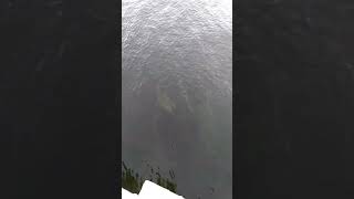 Levrek Beklerken Kemane Geldi Tabiki Saldim Ik