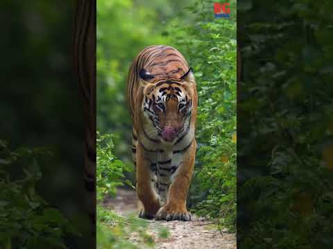 Are tigers going extinct?||#shortsfeed - YouTube