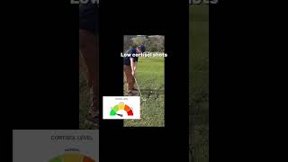 High cortisol Vs Low cortisol shots ⛳ #cortisol #golf #shorts