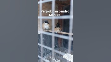 penjodohan cendet berhasil