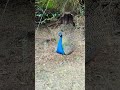 original video of peacock dance 😝😝😝😝