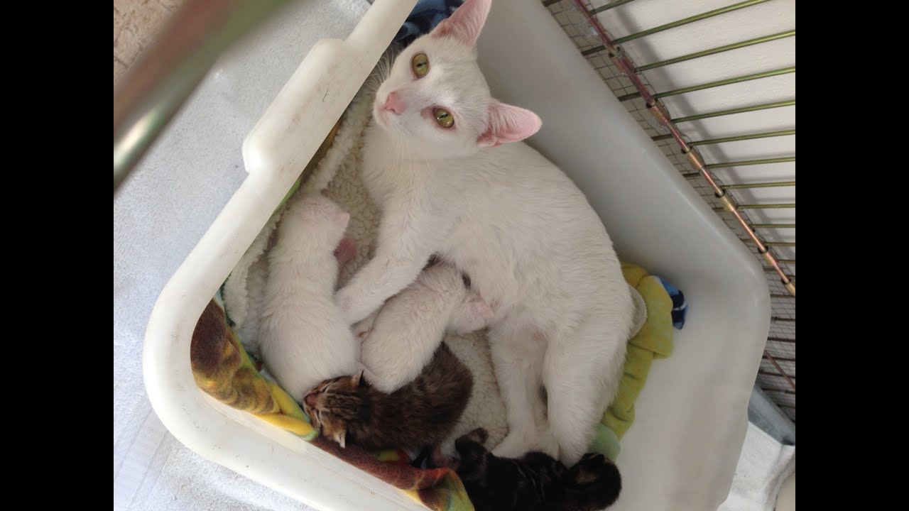 rescue dogs rock nyc Foster Kittens Meet Vet