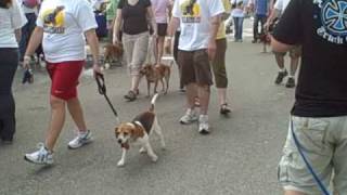Information Mutt Strut 09 at the IMS Plaza Update