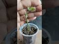 How to grow mogra jasmine plant#viral #shortsfeed #gardening #moga #flowers #plants