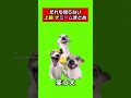 この猫ミームは知らなかった!上級猫ミームまとめ!meme