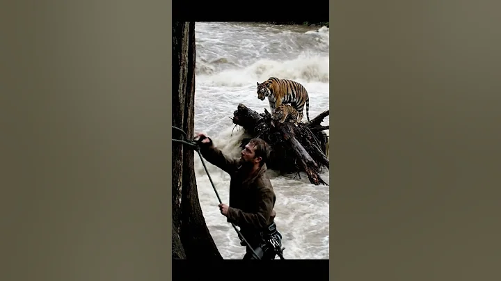 Video 11493991: serval, tiger fight, rescue