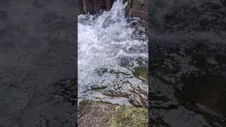 Fischaufstieg am Wasser