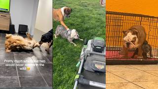 One dog is enough. Two dogs and the problems begin