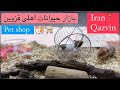 بازار پرندگان و حیوانات خانگی قزوین 2025 pet shop area in qazvin