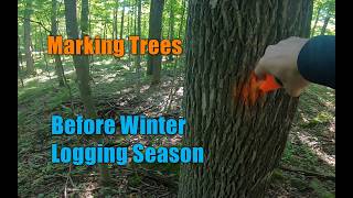 #313 Tree Marking Before Logging Season