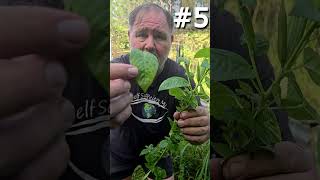 10 UNSTOPPABLE Edible Plants That Thrive in Harsh Conditions | Short Version