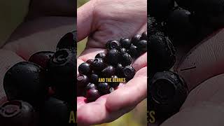 Fruit & Honey On Carnivore