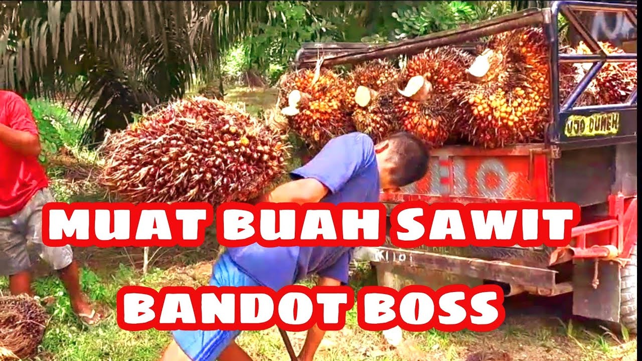 tantangan buat peloding buah sawit jika ada 50 kg lebih satu tandan