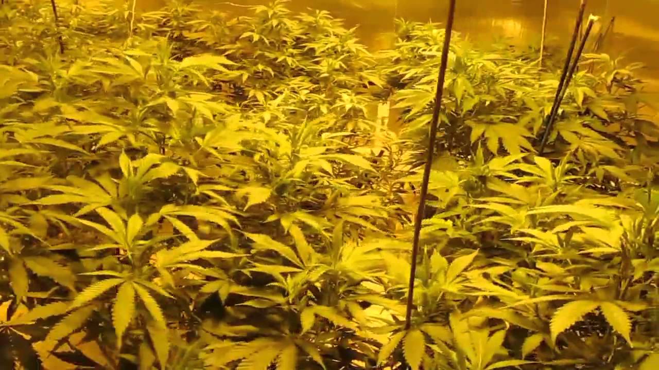 Old Green Life Vegetative Room