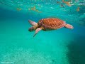 🏝️ San Pedro &amp; Caye Caulker Belize 🇧🇿 | Tropical Paradise Adventure 🌞🌊 (May 2022)