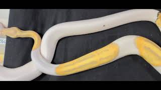 Candy pied ball python! Wealth