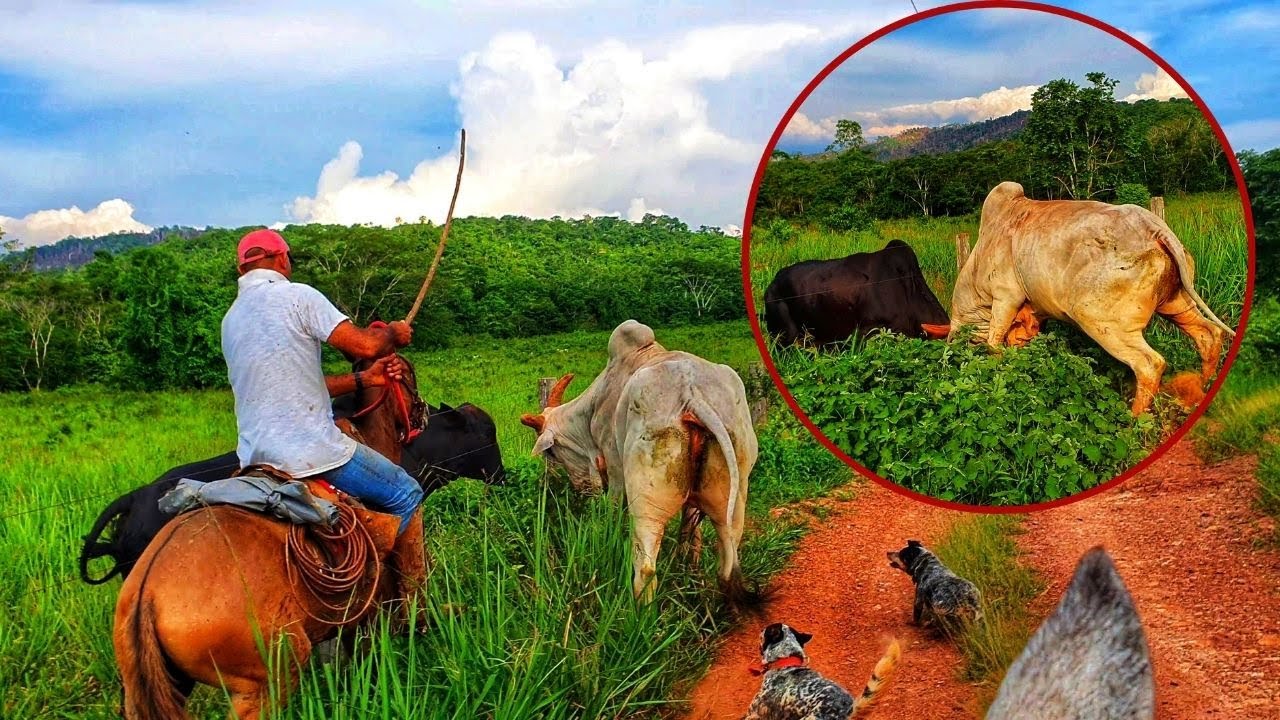 MEU BOI DE SELA BRIGOU! A coisa ficou feia.