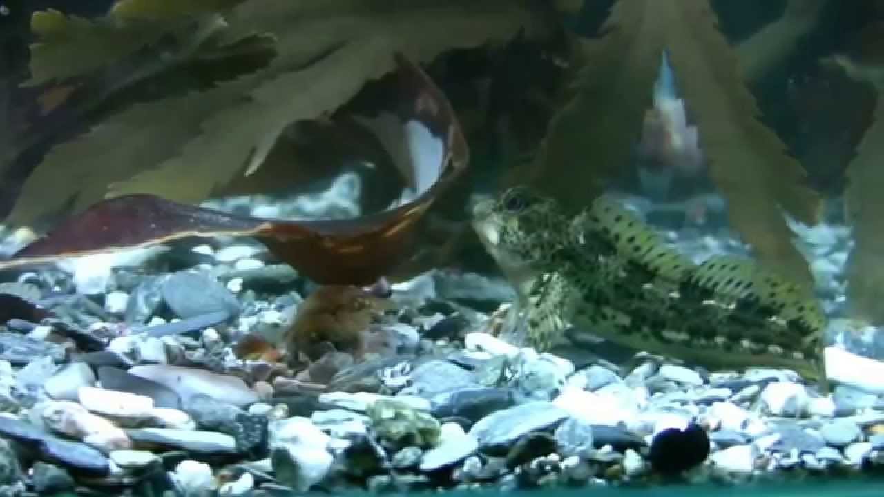 shanny by fish tanks and ponds youtube