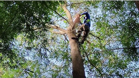 Cưa cây tràm bông vàng Vùng đất núi  ,Cưa cây kỹ thuật cao