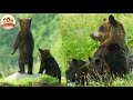 【貴重映像】北海道の秘境に暮らすヒグマの母子に2年間密着!急に子供が行方不明で母はパニック!他のヒグマと遭遇で一触即発!?【どうぶつ奇想天外/WAKUWAKU】