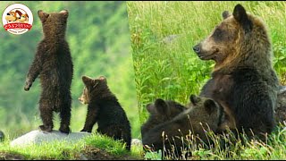 【貴重映像】北海道の秘境に暮らすヒグマの母子に2年間密着急に子供が行方不明で母はパニック他のヒグマと遭遇で一触即発!?【どうぶつ奇想天外WAKUWAKU】