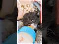子猫のミルクは「飲まない」で終わらせない｜命を守る観察と工夫【保護猫生活】