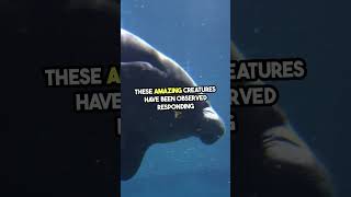 Mind Blowing  Manatees Understand Human Gestures! #facts