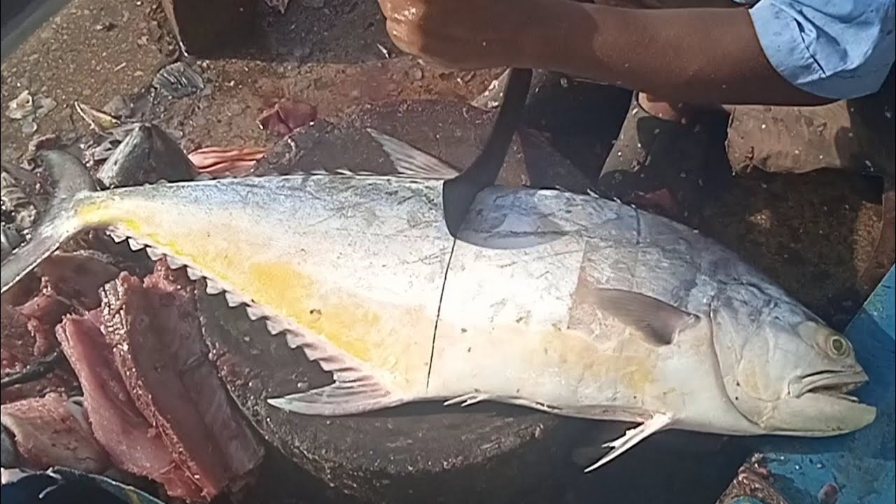 saram (Queen)fish cutting and fish information video fish market