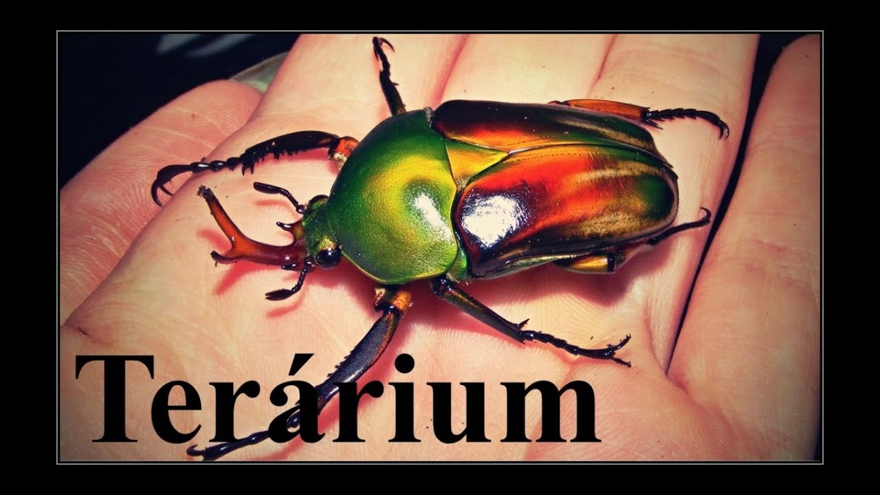 Damon Insect Moji terarijní mazlíčci 2008 - Achatina, Damon, Eudicella, ... #insect ...