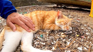 漁港の野良猫に付いていったらゴロンと寝転んだのでナデナデしてきた