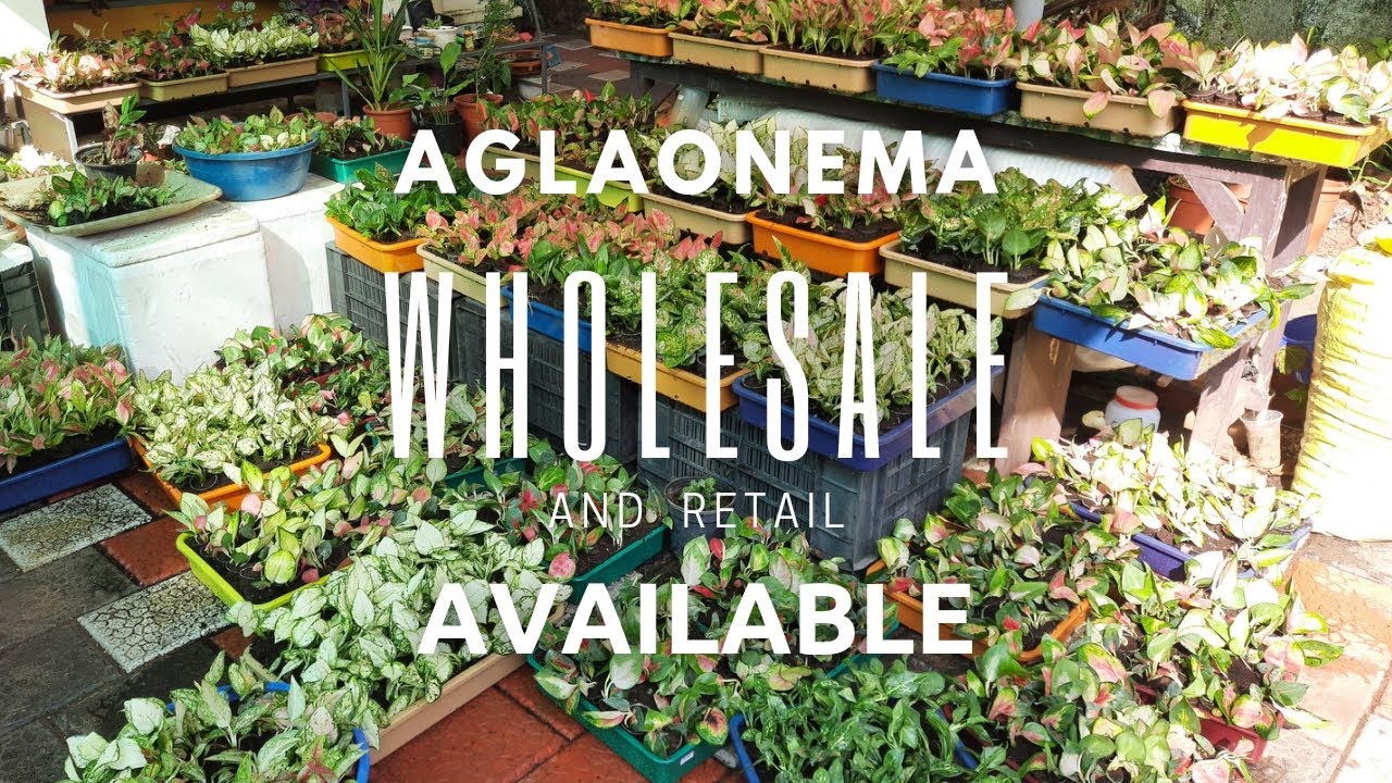 Indoor plants Wholesale and retail available.. indoorplants kerala 