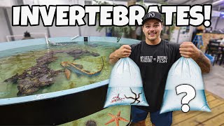 Buying Invertebrates For My Shark Pond!!