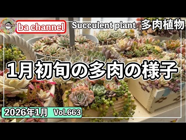 663 {Succulents} What do succulents look like in the middle of