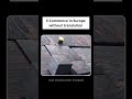 Scaling in Europe without translating your store?