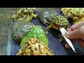 ツノガエル達の大好きな魚 3週間ぶりにあげたら興奮しすぎた。