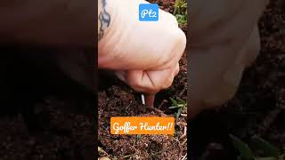 The Gopher Hunter , Ger Bomb