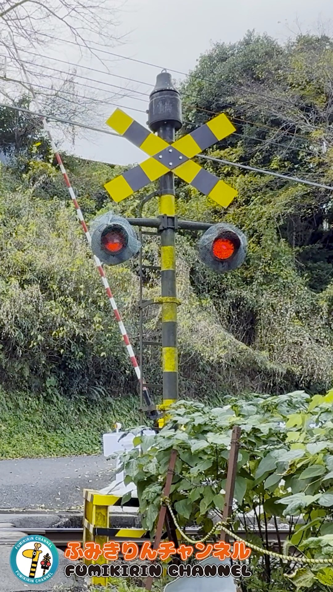 踏切 電車】なにが通るかな？？？【ふみきりショート動画133】 #shorts